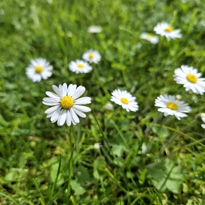 Nahaufnahme einer weißen Gänseblümchenblume mit gelbem Zentrum auf grünem Gras