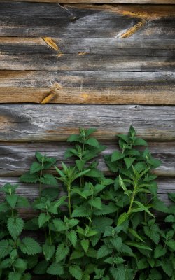 Grüne Brennnesselpflanzen vor einer verwitterten Holzwand