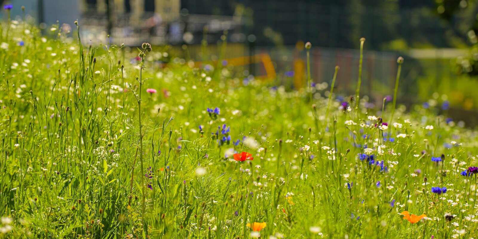 Detailaufnahme einer blühenden Blumenwiese