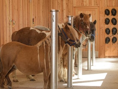 Ponys im Anbindeplatz mit Reithelmen an der Wand im Hintergrund.