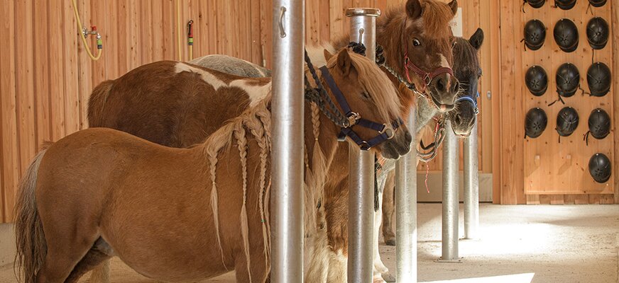 Pferde im Stall