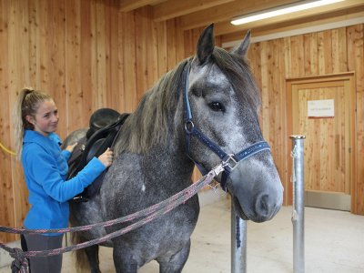 Junge Frau bürstet ein graues Pferd im Holz-Putzplatz.