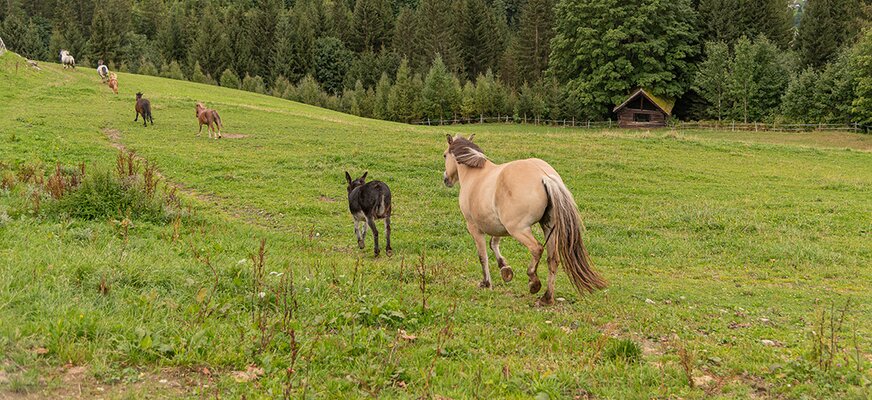 Ponys auf der Weide