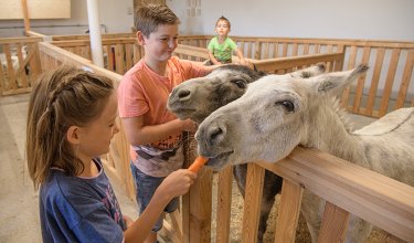 Kinder füttern und streicheln Esel im Streichelzoo mit Holzgehegen.