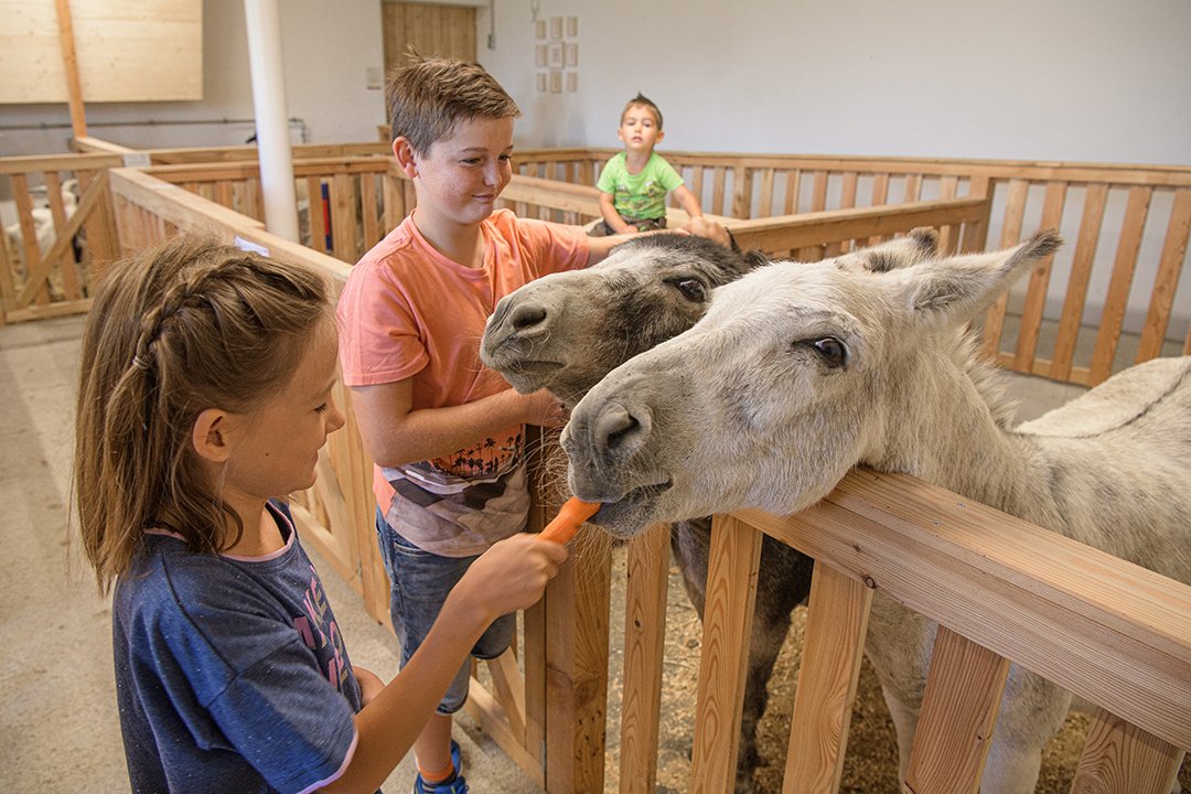 Children feed and pet donkeys at an indoor petting zoo with wooden pens.