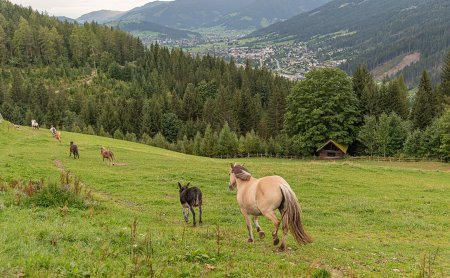 Pferde und Esel grasen und laufen auf grüner Almwiese über dem Tal.