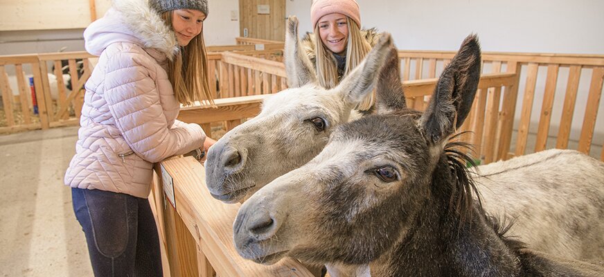 Kinder besuchen die Esel im Stall