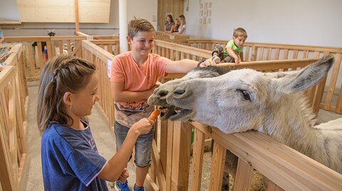 Kinder füttern die Esel mit Karotten
