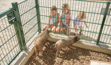 Kinder beobachten und füttern Ferkel am Zaun im Streichelzoo.