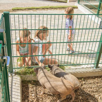 Kinder füttern Ferkel durch den Zaun im Streichelzoo im Freien.