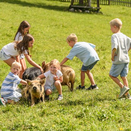 Kinder streicheln Schweine auf einer grünen Wiese an einem sonnigen Tag