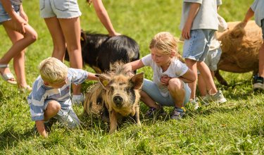 Kinder streicheln Schweine auf einer grünen Wiese an einem sonnigen Tag