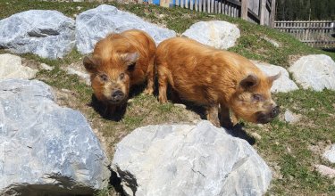 Zwei braune Kune-Kune Minischweine auf einer Wiese mit großen Steinen.