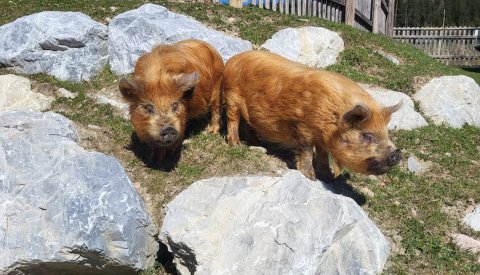 Zwei braune Kune-Kune Minischweine auf einer Wiese mit großen Steinen.