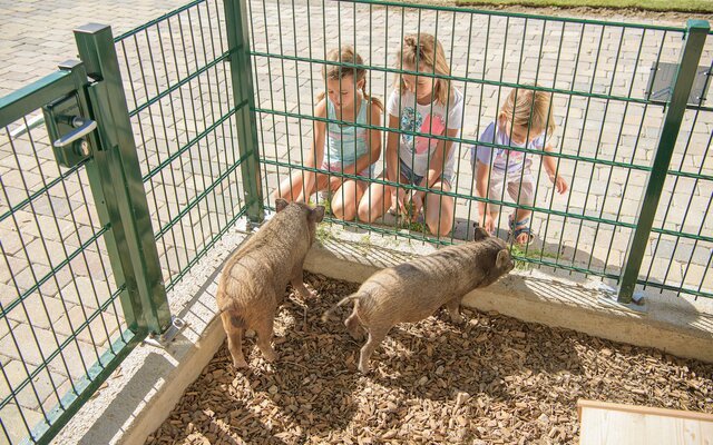 Kinder streicheln und Füttern die Minischweinchen
