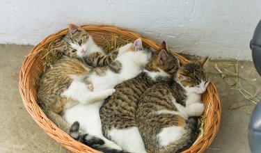 Vier Kätzchen kuscheln zusammen in einem Weidenkorb.