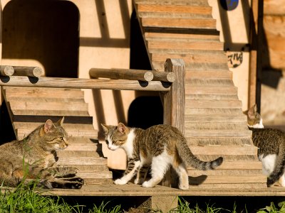 Drei Katzen erkunden ein Holzspielhaus im warmen Nachmittagslicht.