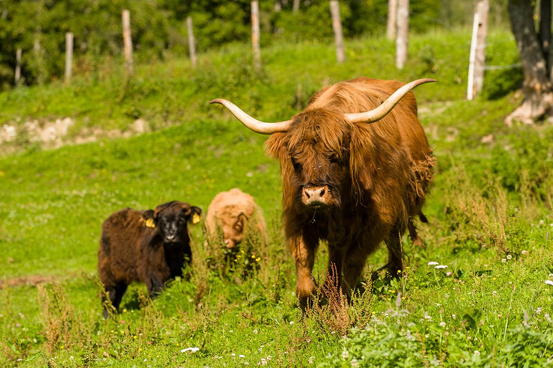 Highland-Rinder weiden auf einer grünen Wiese.