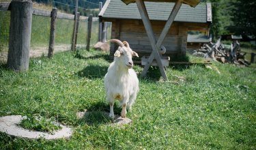 Ziege steht auf grüner Wiese vor einem Holzunterstand.