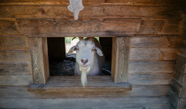 Ziege blickt aus einem kleinen Holzfenster einer Hütte.