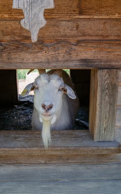 Ziege blickt aus einem kleinen Holzfenster einer Hütte.