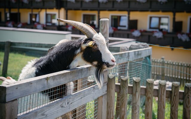 Ziege schaut über dem Gitter des Freigeheges heraus